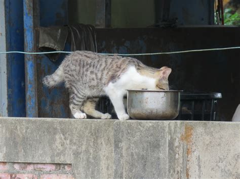 貓來起大厝的意思|【文薈館｜招財小動物】越汪越旺狗來富